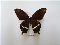 藏品(玉帶鳳蝶)的圖片